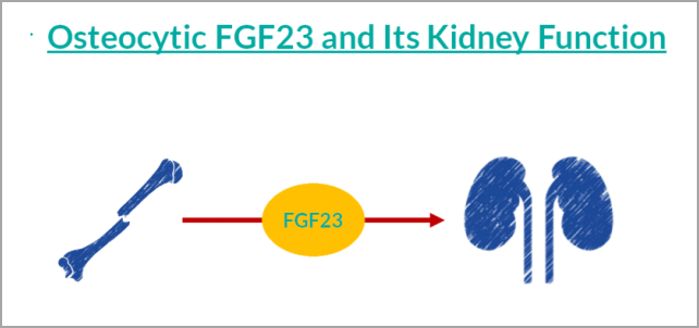 填补空白 | 国内独家研发FGF23项目，早期诊断CKD及CKD-MBD